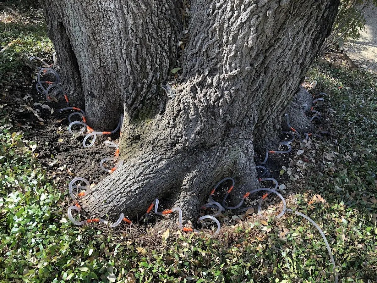 Detailed Tree Cabling and Bracing job site in Humphreys