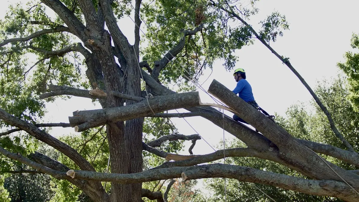 Professional Crown Thinning performed by certified arborists in Humphreys
